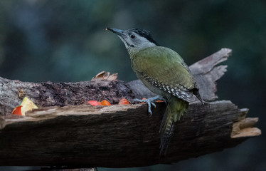 Grey Headed Woodpecker Female Portrait shoot at Sattal