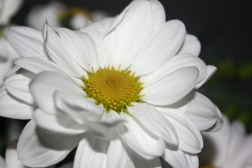 Flor de la margarita