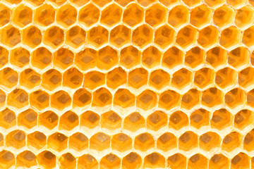 Bee honeycombs close-up. Theme of beekeeping.