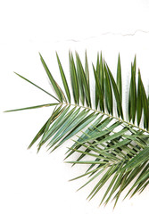 green date palm leaves on white background