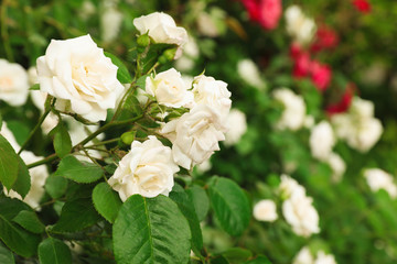 Beautiful blooming roses in garden on summer day, space for text