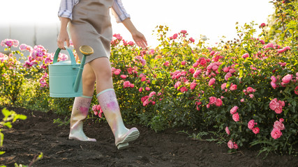 Woman with watering can near rose bushes outdoors, closeup. Gardening tool