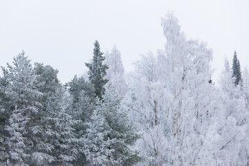 Birch tree top covered in snow