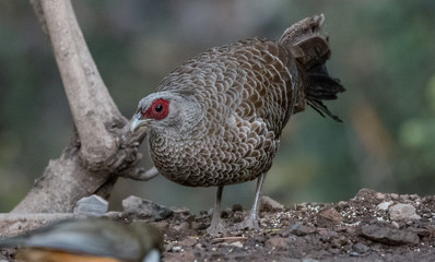 Khaleej Pheasant Female having food