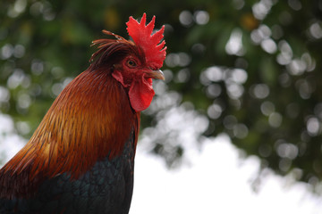 Primer plano de un gallo con fondo desenfocado