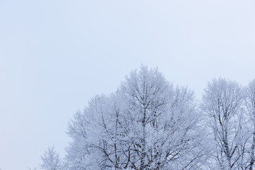 Tree top covered in snow