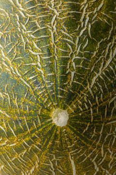  Piel de sapo melon close up