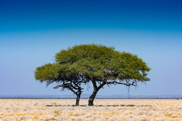 Paysage de Namibie