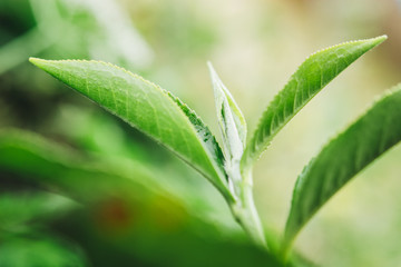 Green tea leaves in a tea plantation in morning. Macro photography.