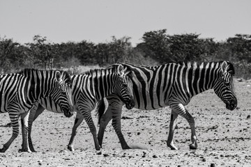 Fototapeta na wymiar Troupeau de zèbres au par national d'etosha en Namibie