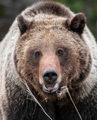 Obraz premium Close up of a female grizzly bear 