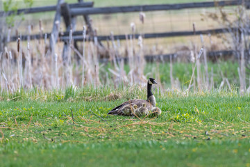 goose and goslings