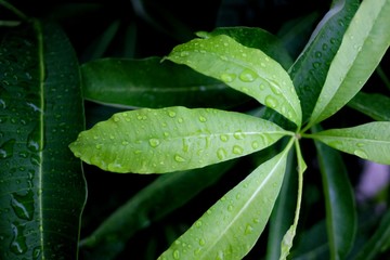 Rain droplets on green tropical plant leaves with dark background 