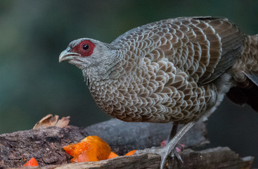 Khaleej Pheasant Female having food