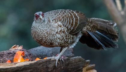 Khaleej Pheasant Female having food