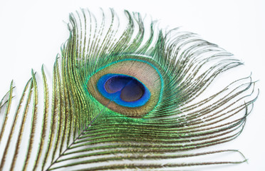 Bright beautiful peacock feathers on white background