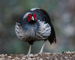 Khaleej Pheasant Male Portrait shoot in their natural habitat at Sattal