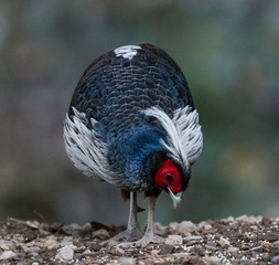 Khaleej Pheasant Male Portrait shoot in their natural habitat at Sattal