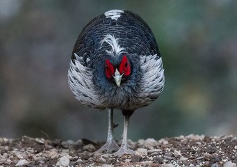 Khaleej Pheasant Male Portrait shoot in their natural habitat at Sattal