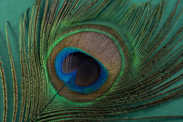 Bright beautiful peacock feathers on green background
