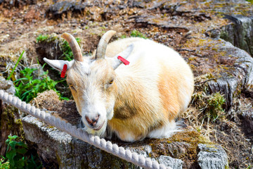 goat on the farm