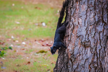 Beautiful black squirrel walking on old tree
