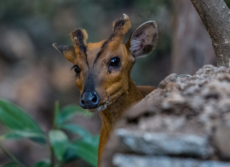 Barking Deer closeup shot in natural habitat at Sattal