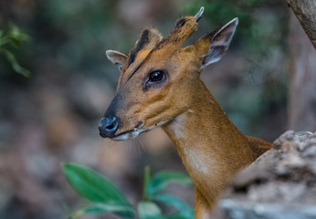 Barking Deer closeup shot in natural habitat at Sattal