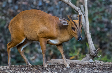 Barking Deer closeup shot in natural habitat at Sattal