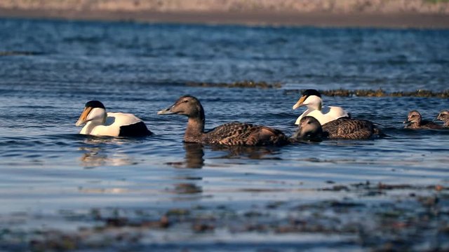 A common eider family swim peacefully in an Icelandic river.