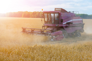 Obraz premium The harvester is harvesting. Autumn harvest of grain. The concept of a rich harvest.