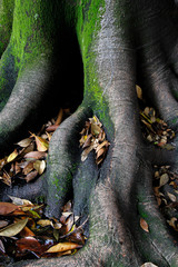 Raíces de árbol y hojas secas