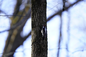 Woodpecker pecking away at a tress