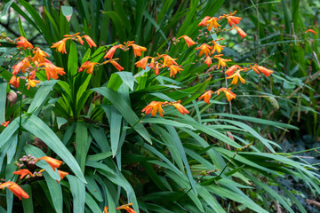 crocosmia or montbretia flowers in woodlands