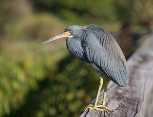 Little Blue Heron perched on the railing of a walkway.