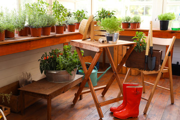 Seedlings, rubber boots and gardening tools in shop