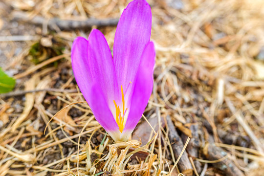 Detail of the beautiful flower merendera montana, Colchicum montanum, endemic to the Iberian Peninsula in Spain and France, grows in the high mountain meadows in summer.