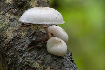 Porcelain mushrooms growing in woodland