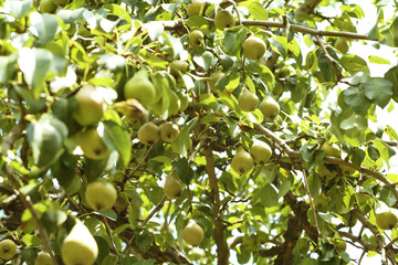 Pear tree with fruits on sunny day