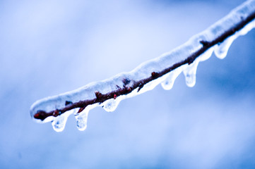 Obraz premium Frozen branch in the winter