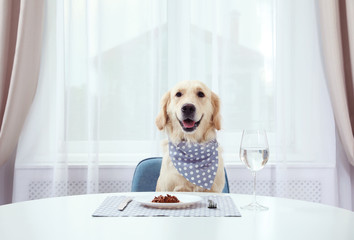 Cute funny dog sitting at served dining table indoors © New Africa