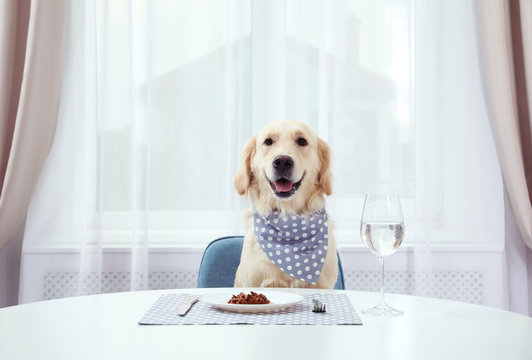 Cute funny dog sitting at served dining table indoors