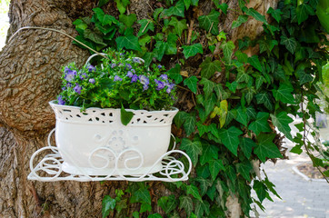 Beautiful green ivy climbing up the huge tree trunk and a white flowerpot with purple flowers. Scenic natural background © Володимир Захаров