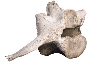 Una vértebra aislada con fondo blanco