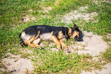 Homeless dog sleeping on the green grass.