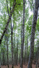 Schwarzwald im Hochsommer