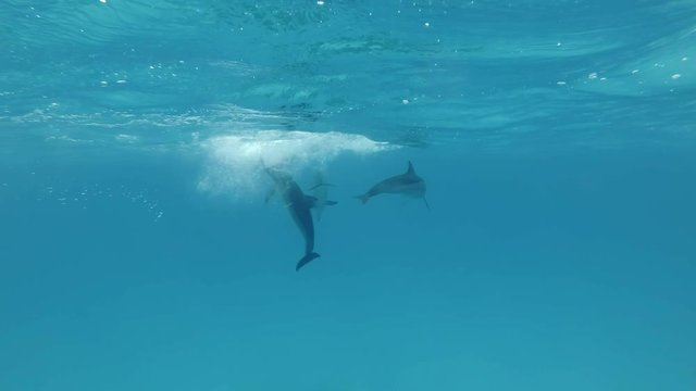 A small group of young dolphins playing under surface of blue water. Spinner dolphins (Stenella longirostris), Underwater shot. Red Sea, Sataya Reef (Dolphin House) Marsa Alam, Egypt, Africa