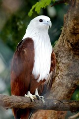 bird of prey