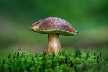 Pilze im Moos