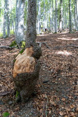 Schwarzwald im Hochsommer